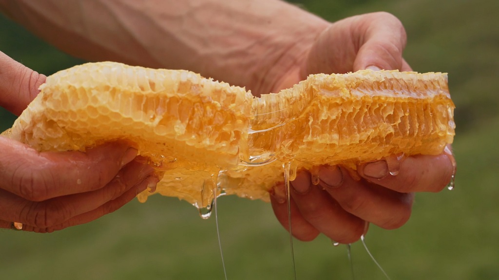Domaći med, saće