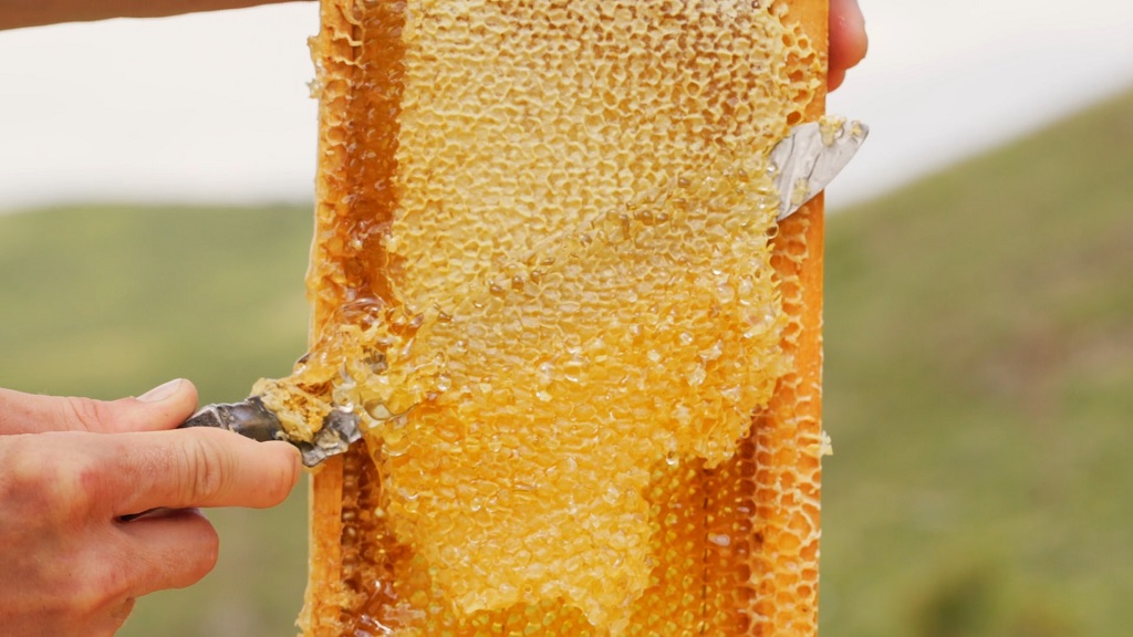 Vađenje meda iz saća tokom proizvodnje domaćeg meda